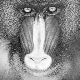 Affe
